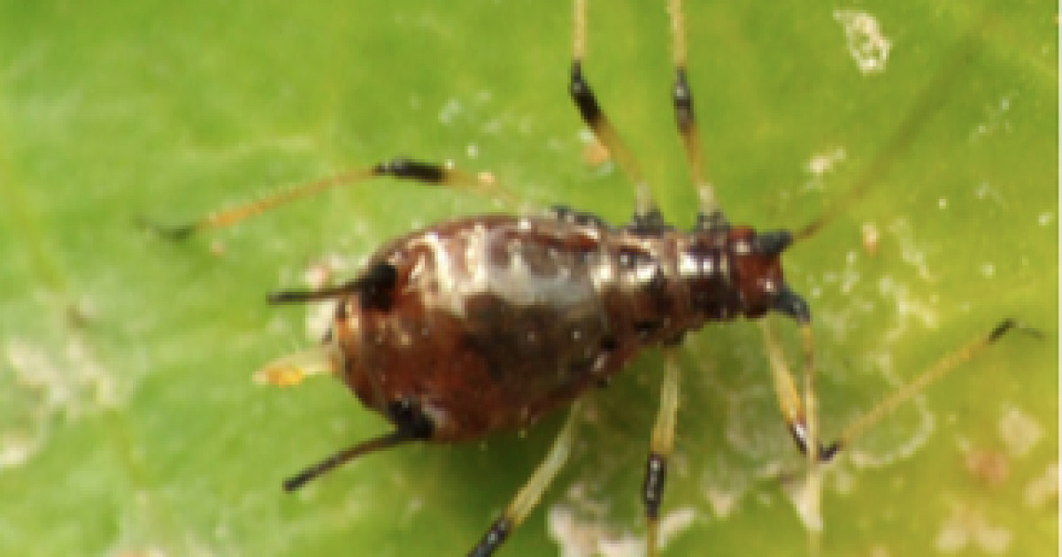 Pulgón de la Uva Pulgón de