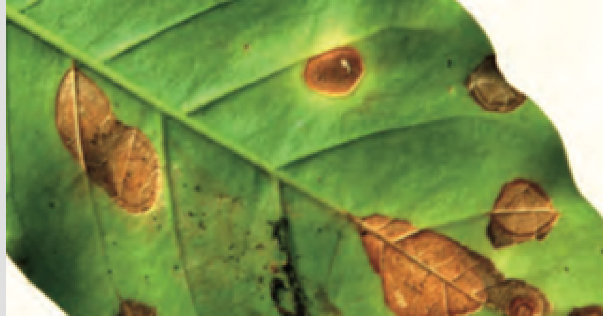 Ojo de Gallo en Cafeto ( Café ) Mycena en el Cafeto