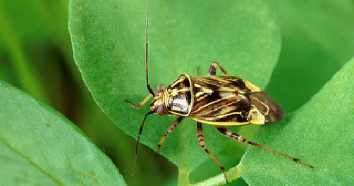 Chinche Lygus - Chinche Ligus - Chinche Opaca - Agrisolver