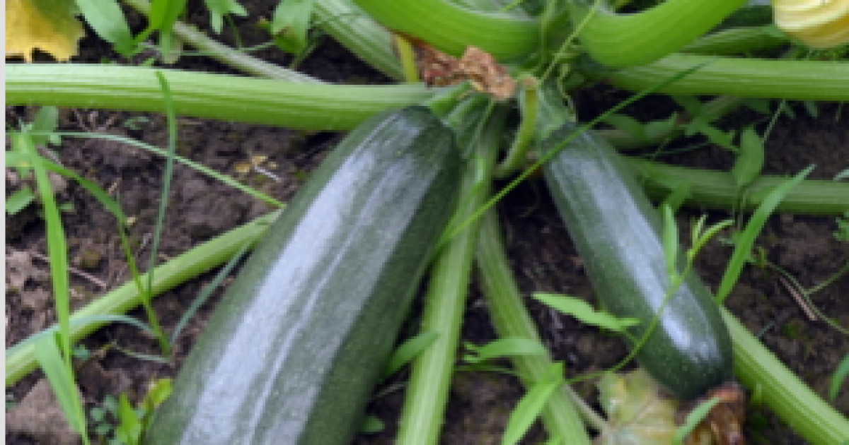 Calabacita - Calabacín - Zapallo Italiano - AgriSolver