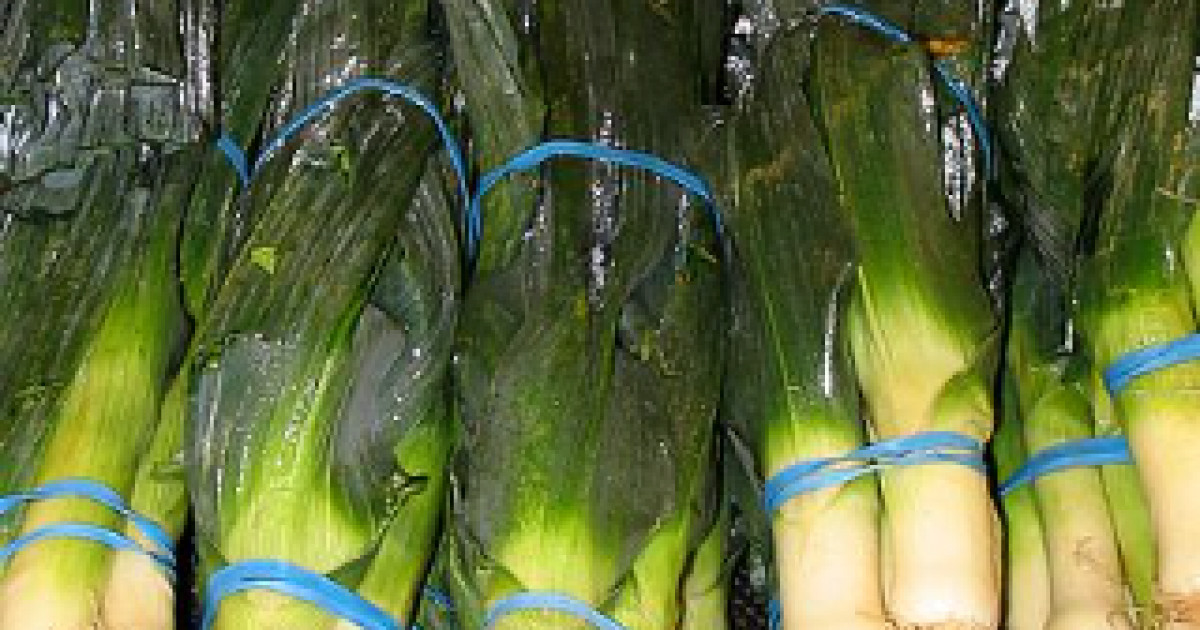 Puerro Poro Ajo Porro AgriSolver