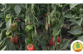 La marchitez del chile: Manejo Integrado de Phytophthora capsici