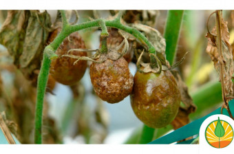 Tizón tardío en tomate: Manejo Integrado de Phytophthora infestans