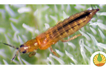 Manejo Integrado de trips (Frankliniella occidentalis) en invernadero