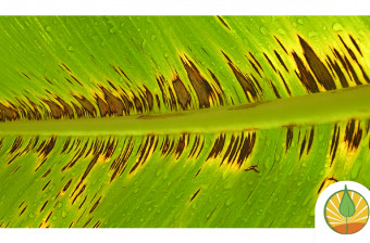 Gestión integrada de Sigatoka Negra (Pseudocercospora fijiensis)