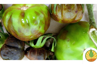 Virus Rugoso del Tomate (ToBRFV): un patógeno emergente